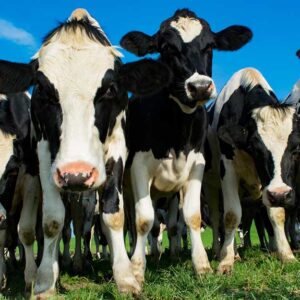 十勝ミルク満喫フェア（R8.1/8～18）全店メニューです